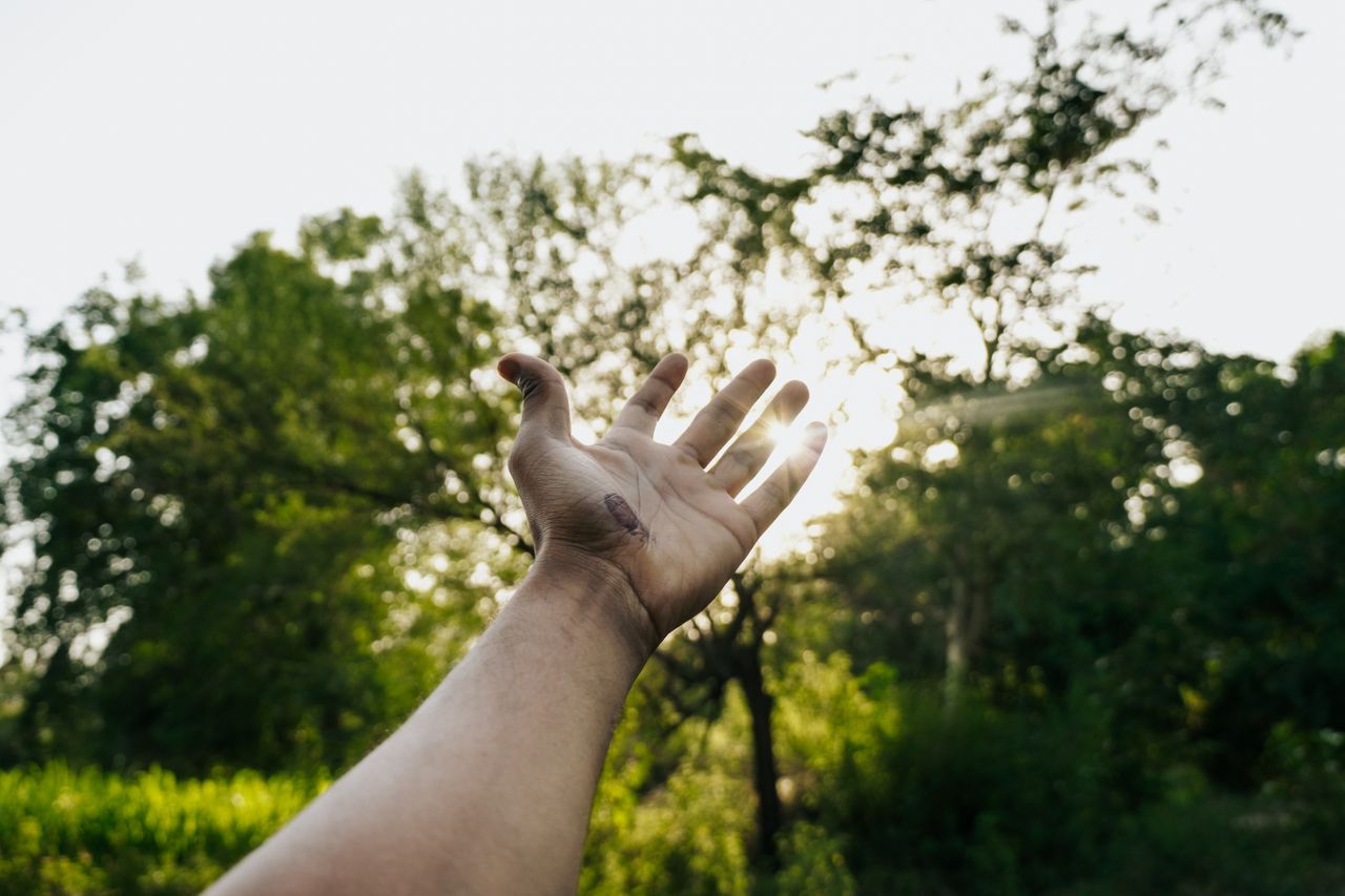 services-03 A hand reaching out towards sunlight through lush trees in an Indian forest, symbolizing hope and connection with nature.