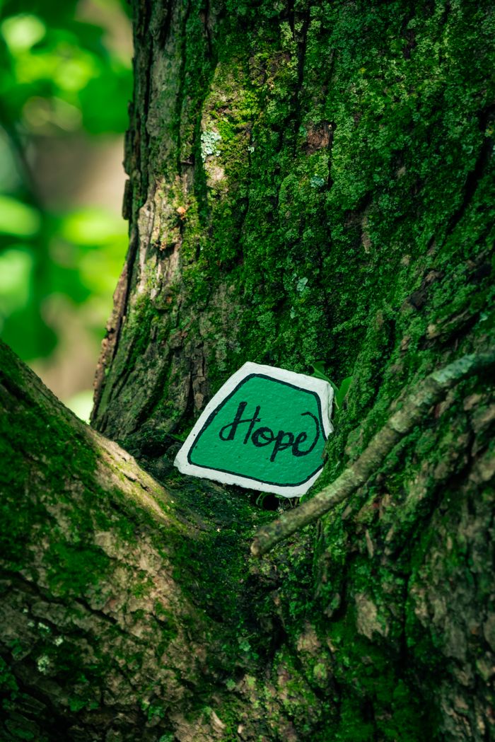 services-01 A lush tree trunk with moss displaying a hand-painted 'Hope' message, symbolizing positivity.