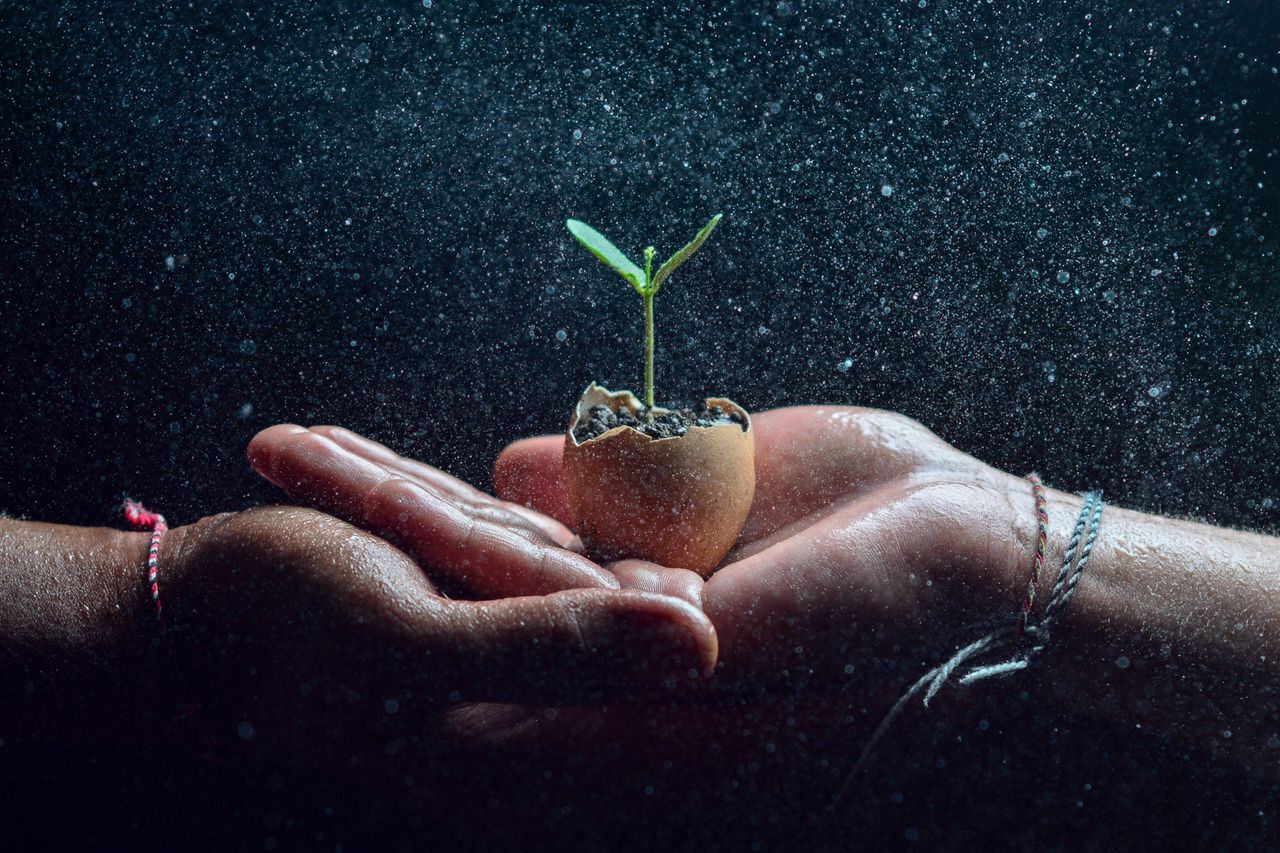 services-04 Hands cradling a small seedling in an eggshell, symbolizing growth and nature.
